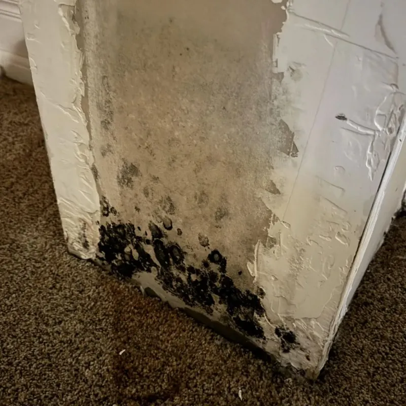 Professional Mold Removal in San Carlos, TX
